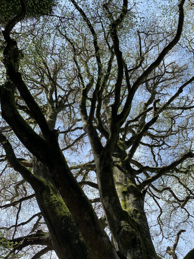 Gite " Oree Des Bois" Vertolaye Luaran gambar