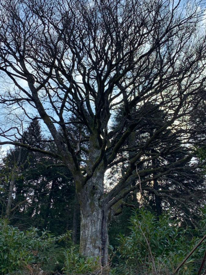 Gite " Oree Des Bois" Vertolaye Luaran gambar