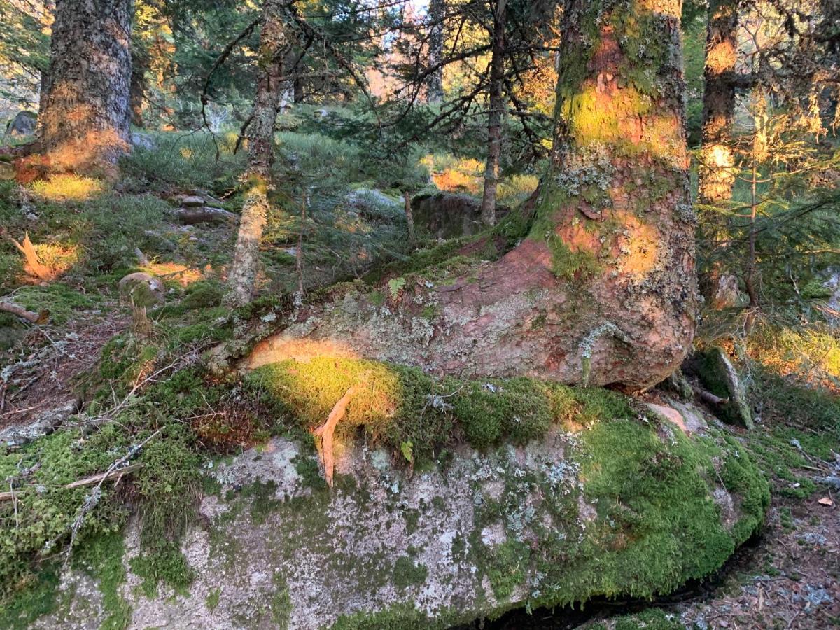 Gite " Oree Des Bois" Vertolaye Luaran gambar