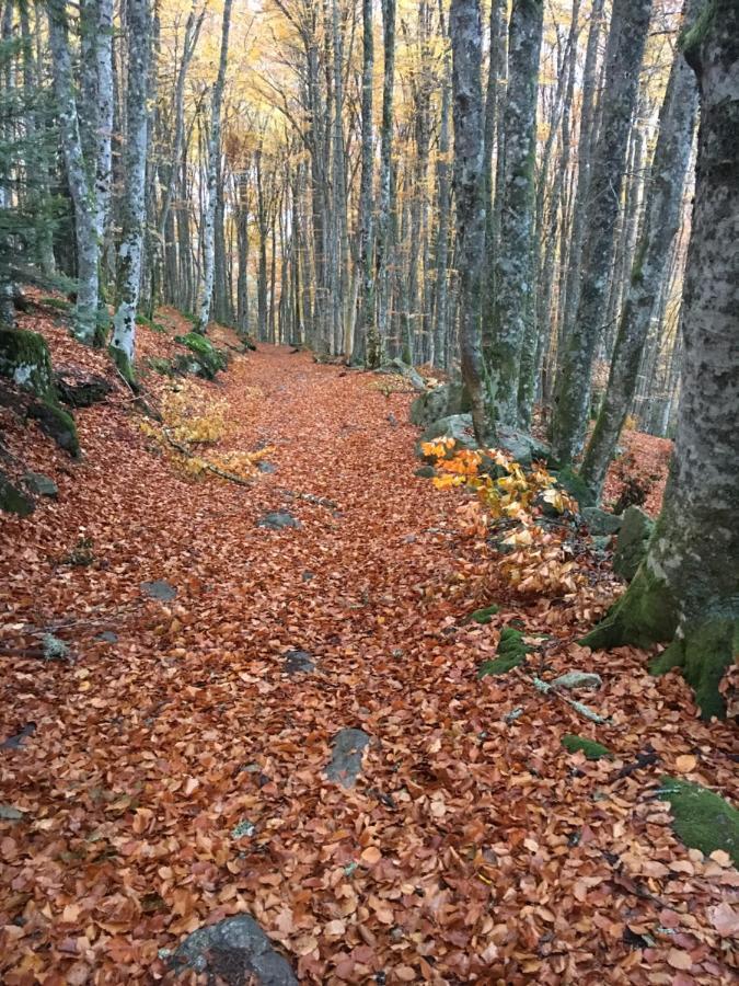 Gite " Oree Des Bois" Vertolaye Luaran gambar