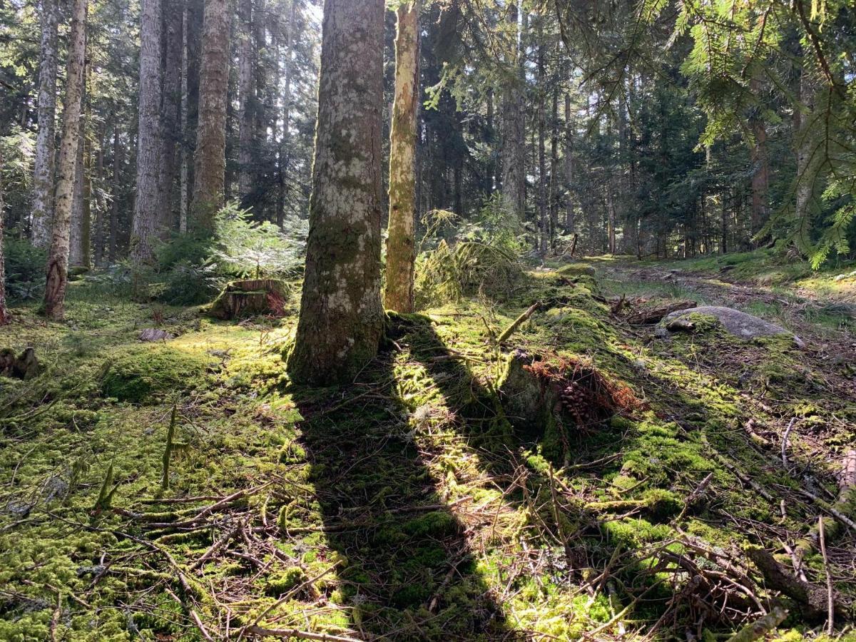 Gite " Oree Des Bois" Vertolaye Luaran gambar