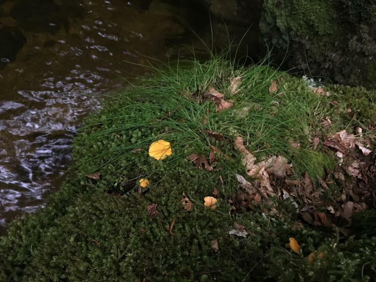 Gite " Oree Des Bois" Vertolaye Luaran gambar